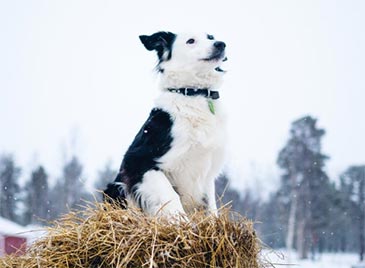 sweden trade data,sweden import data,sweden export data sweden trade data,sweden import data,sweden export data