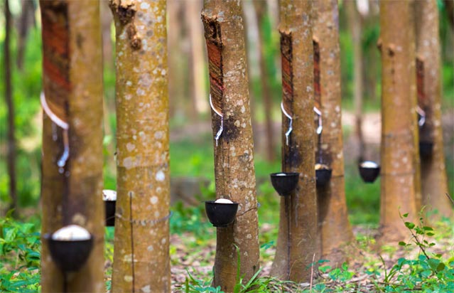 natural rubber imports,natural rubber import,rubber import natural rubber imports,natural rubber import,rubber import
