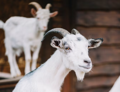goat import,goat imports,goat import market goat import,goat imports,goat import market