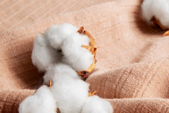 Egyptian cotton exporters,Egyptian cotton exporter,top Egyptian cotton exporters Egyptian cotton exporters,Egyptian cotton exporter,top Egyptian cotton exporters