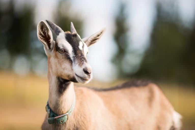 global import,global imported goat,imported goat global import,global imported goat,imported goat