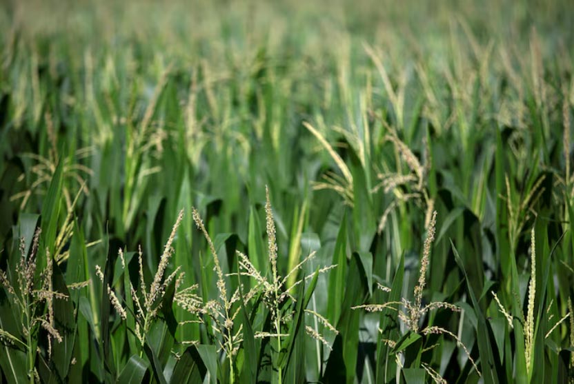 soybean export,corn exports,agricultural exports soybean export,corn exports,agricultural exports