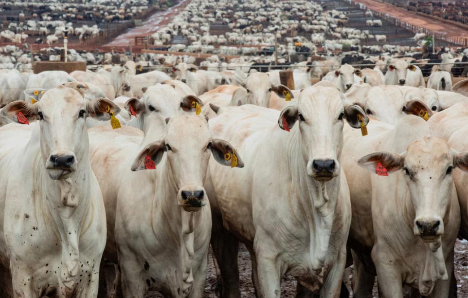 brazil export,brazil beef export brazil export,brazil beef export