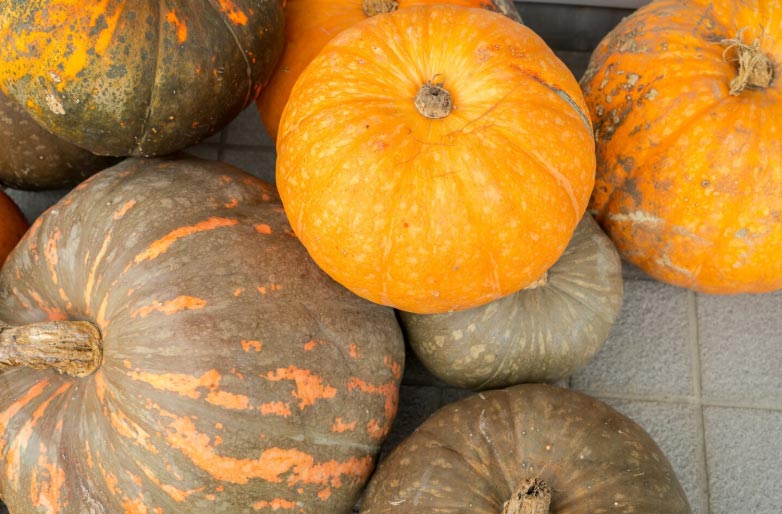 pumpkin import,pumpkin imports,global pumpkin imports pumpkin import,pumpkin imports,global pumpkin imports