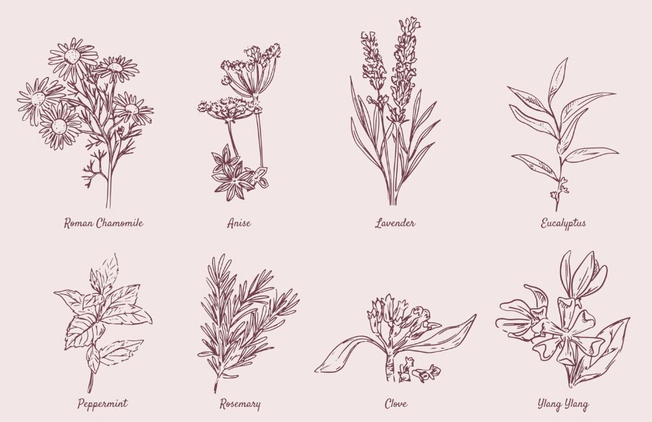 herb import,herb importer,herb importing herb import,herb importer,herb importing