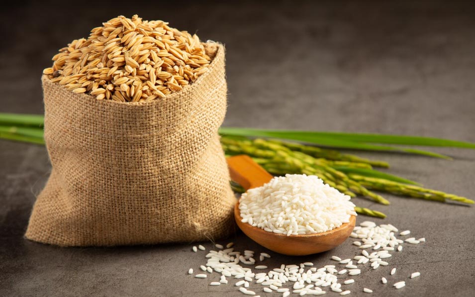 highest exporter of rice, highest exporters of rice, global highest exporters of rice highest exporter of rice, highest exporters of rice, global highest exporters of rice