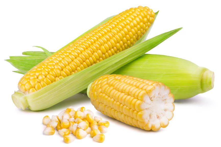 us corn export,us corn exporter,us corn exporting us corn export,us corn exporter,us corn exporting