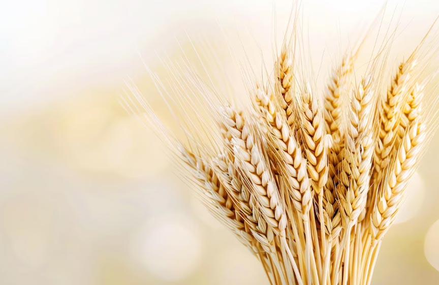 wheat imports,wheat import,global wheat imports wheat imports,wheat import,global wheat imports