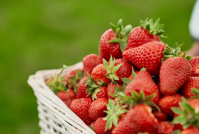 strawberry export,strawberry exports,strawberry exporters strawberry export,strawberry exports,strawberry exporters
