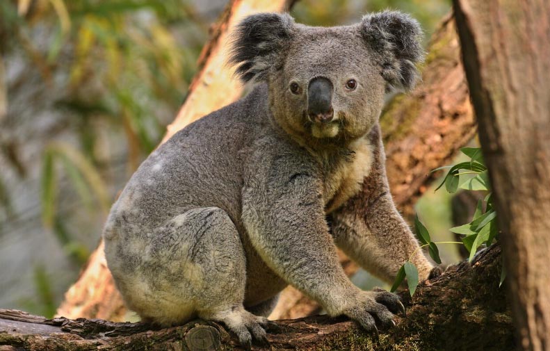 australia export, australia export analysis, australia exports