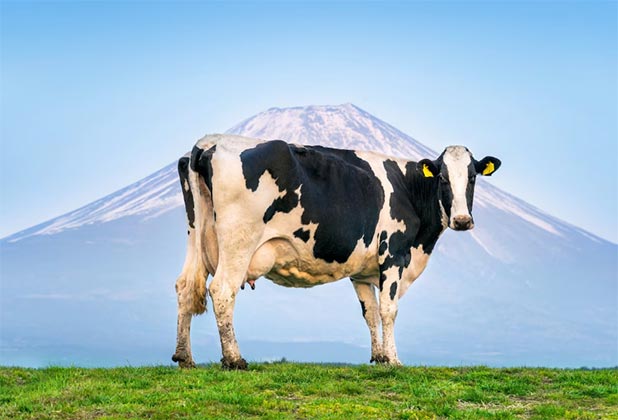 cow buyers,cow buyer,global cow buyers cow buyers,cow buyer,global cow buyers
