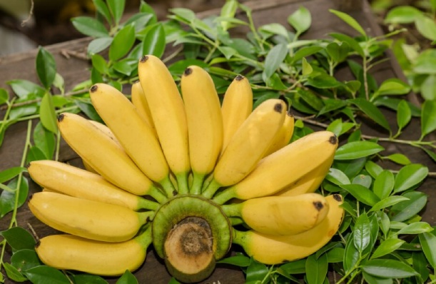 top 10 export products from the Philippines top 10 export products from the Philippines
